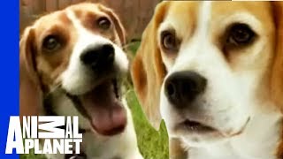 The Beloved Hound The Beagle  Dogs 101 [upl. by Homer]