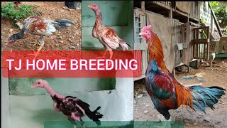 TJ HOME BREEDING UPDATE TAI KAN TITAWP ANGA PAMA LEH PAKOY AH KAN INSAWRBING ANG [upl. by Aiuqcaj366]