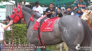 💰CARRERA MILLONARIA🤴ABIERTA ANIVERSARIO El Tata C La Estrella✡️ Fresno Hipodromo SIN [upl. by Belicia]