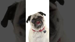 Pug life snapchat filter [upl. by Naivaf]