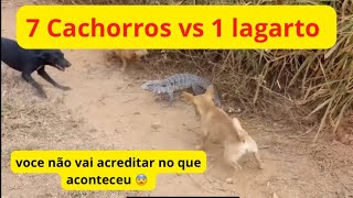 Cachorro vs Lagarto  Cão vs teíu  vejam o que aconteceu  vídeo completo [upl. by Ettennad765]