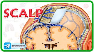 Scalp Anatomy Animation  Head and Neck Anatomy Animations [upl. by Vine482]