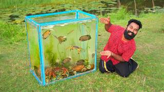 Beautiful Aquarium Made From Nature  തോട്ടിലെ സാദനങ്ങൾ ഉപയോഗിച്ച് ഉണ്ടാക്കിയ അക്വാറിയം  M4 Tech [upl. by Shepherd]