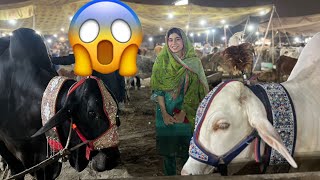 Maheen se zyada lamba hai😱  Mandi Vlog  maza agya [upl. by Airamanna]