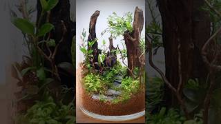 Closed terrarium with aquatic plants [upl. by Negyam]