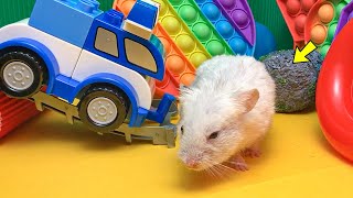 🐹 Hamster vs Pop It maze for pets 🐹 Escape in the Best Hamster Challenges 10 [upl. by Barnaba]