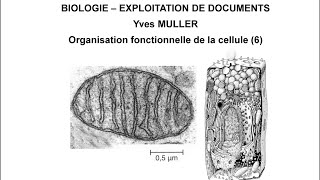 6 La mitochondrie  Thème  Organisation fonctionnelle de la cellule [upl. by Free942]