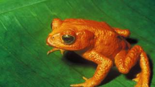 Animal Classifications Amphibians birds Reptiles Mammals insects amp fish [upl. by Yduj]