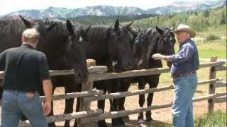 RFD TV Gentle Giants features Jackson Fork Ranch [upl. by Braden]