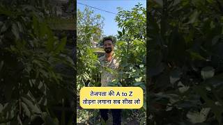 एक बार घर में तेजपत्ता लगा के देखो growing and gardening bayleaf tejpatta kitchengarden [upl. by Jeunesse]