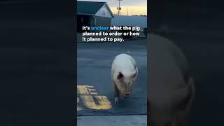 Watch Runaway pig waddles outside McDonalds drivethru Shorts [upl. by Lumpkin]