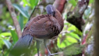 Greyheaded Chachalacas Ortalis cinereiceps [upl. by Puff]