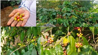 Coffee Plantation in Araku ValleyVizag coffeeplantation coffeeplant gardening gardeningchannel [upl. by Anitsirk848]