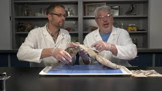 Best Dogfish Shark Dissection Part I  External Jr High High School and College [upl. by Streeter]