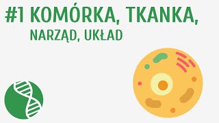 Komórka tkanka narząd układ 1  Homeostaza [upl. by Weide331]