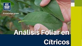 Yara Tips  Cómo tomar muestras para hacer un análisis foliar en cítricos [upl. by Windsor633]