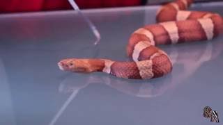 🐍 ☣️Serpiente cabeza de cobre de Texas Agkistrodon contortrix laticinctus  Saber Animal ☣️🐍 [upl. by Hsepid]