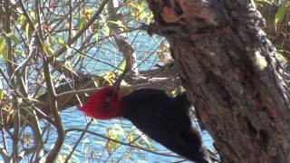 Pajaro Carpintero picotea y canta en Nire de Puerto Lussich [upl. by Ellemaj]