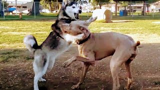 Weimaraner amp Husky Faceoff At Dog Park [upl. by Ramad63]