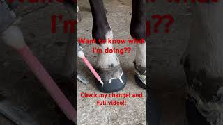 Revolutionizing Hoof Care Exploring GlueOn Shoes for Horses [upl. by Stranger560]