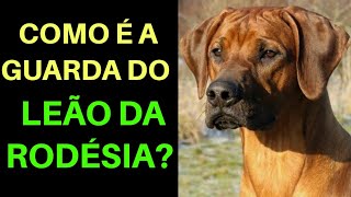 Como é A GUARDA DO LEÃO DA RODÉSIA  Rodhesian Ridgeback  Cães de Guarda [upl. by Chesna]