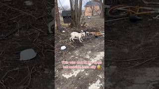 This Dog Was Suffering Before We Gave Him Love [upl. by Moshe]