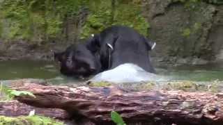 Tapirs Flirt and Splash at Woodland Park Zoo [upl. by Melita]