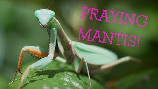 Ghost Mantis Pros Cons and Care Guide [upl. by Igig]