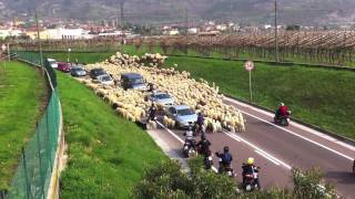 invasione di Pecore ad Arco TN  La Busa  Trentino Italy [upl. by Dewhirst]