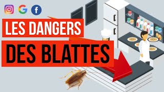 Désinsectisation  Quels sont les dangers et les risques sanitaires causés par les blattes cafards [upl. by Utley]