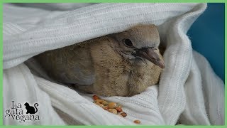 CÓMO ALIMENTAR CON GRANO A PALOMAS Y TÓRTOLAS  EMBUCHAR COMIDA PICHONES Y ADULTOS  LA GATA VEGANA [upl. by Territus722]