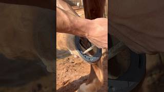 Burning in horseshoe asmr hoof satisfying horseshoe oddlysatisfying horseshoeing equestrian [upl. by Aisylla147]