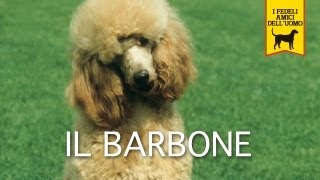 IL BARBONE trailer documentario razza canina [upl. by Naltiak]