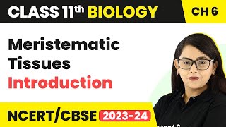 Meristematic Tissues  Introduction  Anatomy of Flowering Plants I Class 11 Biology [upl. by Kirby861]