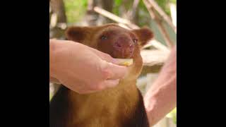 Torembi the Goodfellow’s Tree Kangaroo [upl. by Aticnemrac]