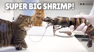 My Cats Went Crazy for Black Tiger Shrimp  Kittisaurus [upl. by Animlehliw]