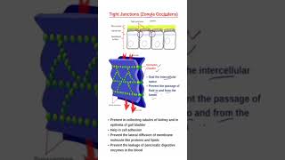 Tight Junction Zonula occludens tightjunction junction cellbiology cellmembrane zoology bio [upl. by Schofield]