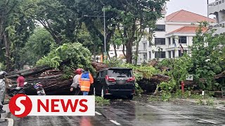 Woman son dodge falling tree in miraculous escape [upl. by Esmeralda]