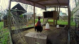 Ringneck Pheasant Courtship [upl. by Celene]