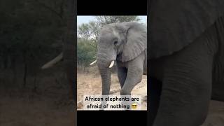 African elephant so close I could have touched it 😬 [upl. by Gudren625]