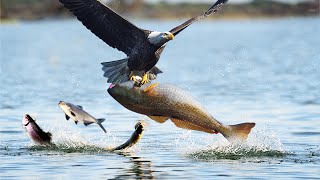 How King Eagle Catching A Giant Fish  Wild Animal Hunting [upl. by Leiram990]