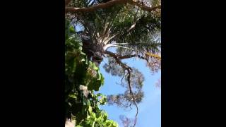 Bird calls in Sydney Australia [upl. by Tarrance]