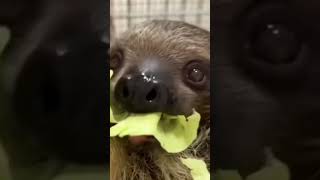 Sloths Threetoed sloth Twotoed sloths Maned sloth [upl. by Rein]