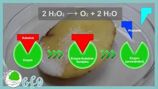 Enzyme  Enzymwirkung und Denaturierung von Katalase [upl. by Wales]