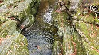 Tollymore Forest Park Northern Ireland 02112024 [upl. by Paulsen]