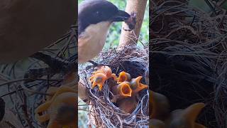 Full moment of baby birds in the nest [upl. by Htepsle]