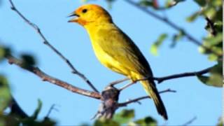 ♫ Jilguero Dorado  Sicalis Flaveola  Saffron Finch ஜ [upl. by Hafeenah]