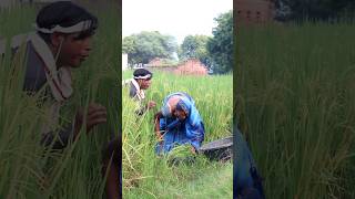 Anita bhauji Rajendra shorts shortvideo youtubeshorts viralvideo [upl. by Erot]