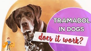 Tramadol an effective pain killer for pets [upl. by Hceicjow]