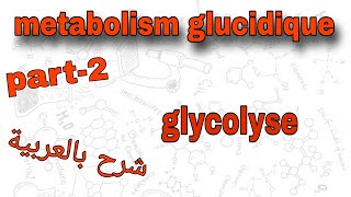 Part2  metabolism glucidique  glycolyse  درس الميتابوليزم بالعربية [upl. by Lari]